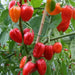 Barbados Pepper Seeds, Capsicum chinense.Very hot - Caribbean garden seed