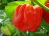 Barbados Pepper Seeds, Capsicum chinense.Very hot - Caribbean garden seed