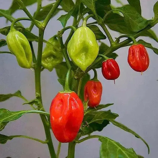 BAZUKA Hot Pepper Seeds, Capsicum chinense,  from Guadelupe - Caribbean garden seed