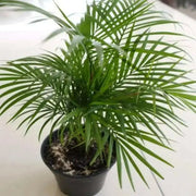 Bamboo Palm Seeds, Chamaedorea Seifrizii - Caribbean garden seed