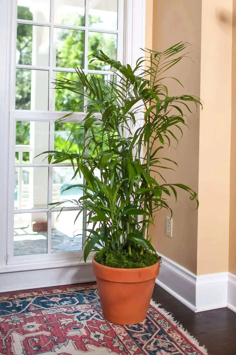 Bamboo Palm Seeds, Chamaedorea Seifrizii - Caribbean garden seed