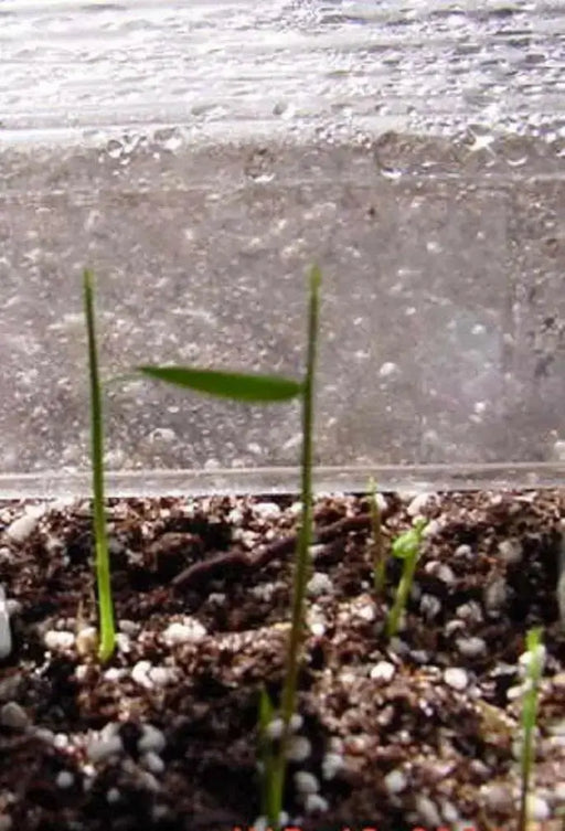 Bamboo Palm Seeds, Chamaedorea Seifrizii - Caribbean garden seed