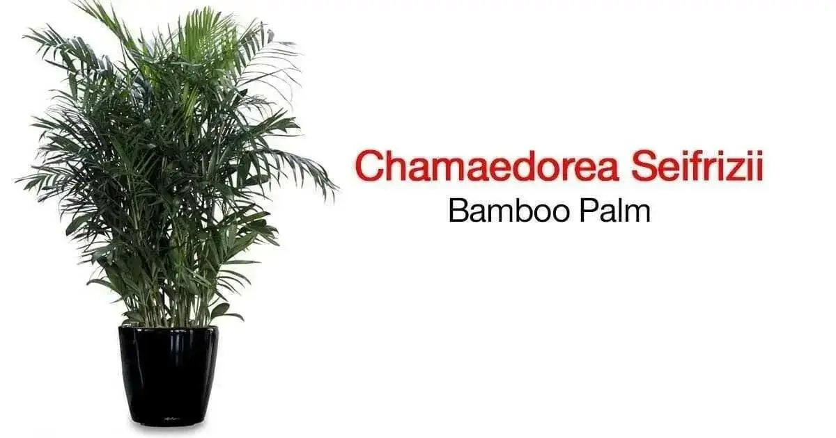 Bamboo Palm Seeds, Chamaedorea Seifrizii - Caribbean garden seed