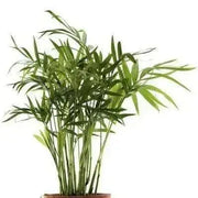 Bamboo Palm Seeds, Chamaedorea Seifrizii - Caribbean garden seed