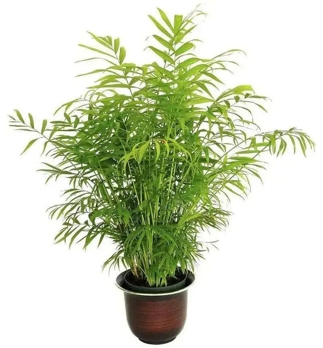 Bamboo Palm Seeds, Chamaedorea Seifrizii - Caribbean garden seed