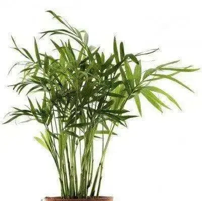 Bamboo Palm Seeds, Chamaedorea Seifrizii - Caribbean garden seed