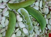 Bean Seeds (POLE Lima) Alabama Black Eye - Caribbean garden seed