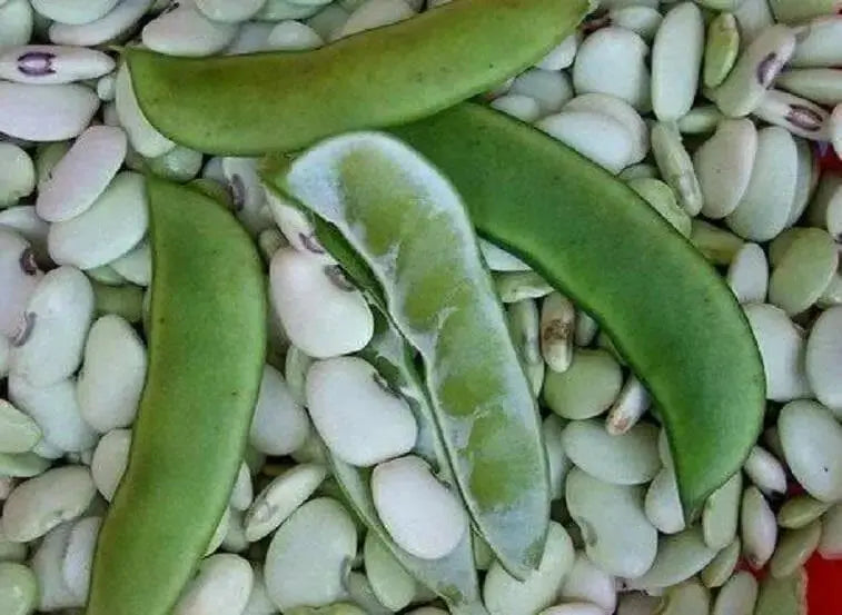 Bean Seeds (POLE Lima) Alabama Black Eye - Caribbean garden seed