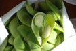 Bean Seeds (Bush Lima) - Burpee Improved - Caribbean garden seed