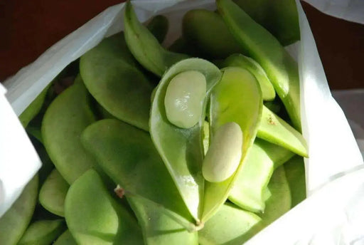 Bean Seeds (Bush Lima) - Burpee Improved - Caribbean garden seed