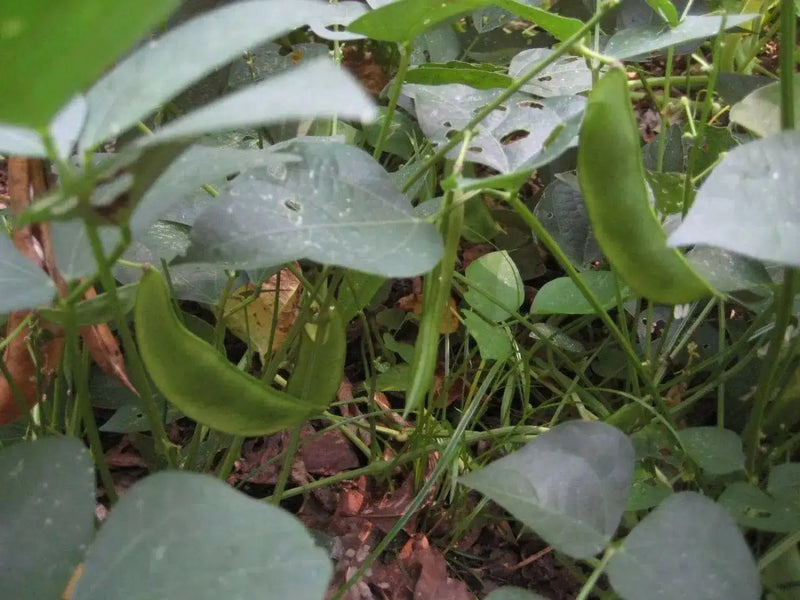 Bean Seeds (Bush Lima) - Burpee Improved - Caribbean garden seed