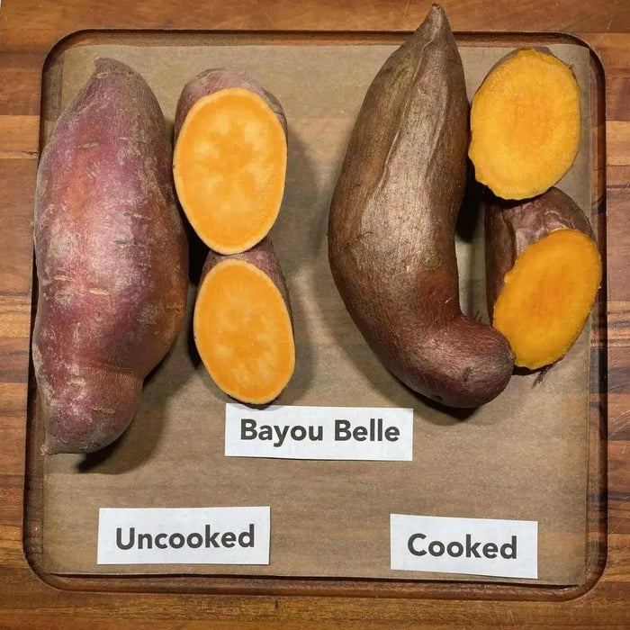 Bayou Belle ,Sweet Potato Plants/Slips, VEGETABLE - Caribbean garden seed