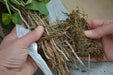 Bayou Belle ,Sweet Potato Plants/Slips, VEGETABLE - Caribbean garden seed
