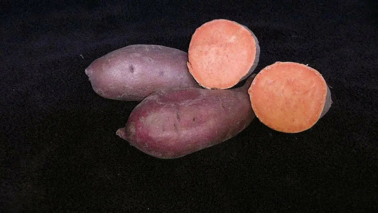Bayou Belle ,Sweet Potato Plants/Slips, VEGETABLE - Caribbean garden seed