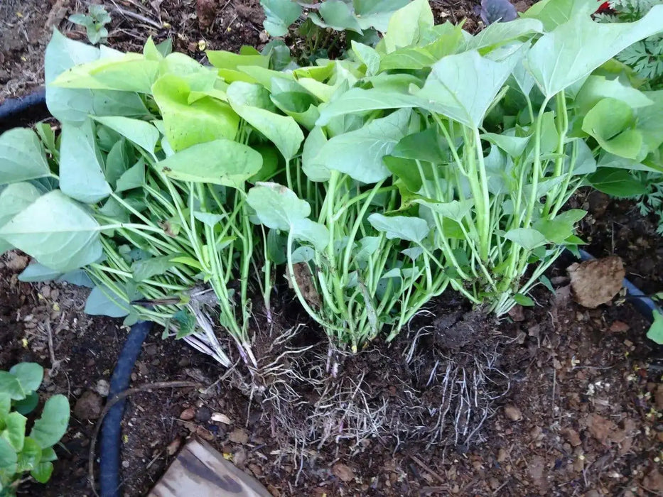Bayou Belle ,Sweet Potato Plants/Slips, VEGETABLE - Caribbean garden seed