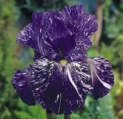 Bearded Iris Batik,Iris Germanica Rhizome, Perennial Bareroot Plant - Caribbean garden seed