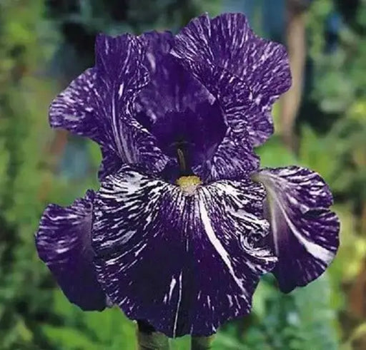 Bearded Iris Batik,Iris Germanica Rhizome, Perennial Bareroot Plant - Caribbean garden seed