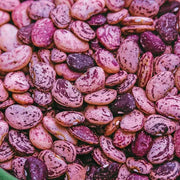 Bean Seeds (POLE Lima) Dixie butter pea - Caribbean garden seed