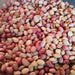 Bean Seeds (POLE Lima) Dixie butter pea - Caribbean garden seed