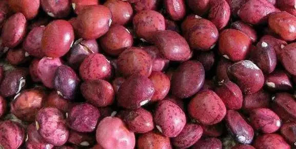 Bean Seeds (POLE Lima) Dixie butter pea - Caribbean garden seed