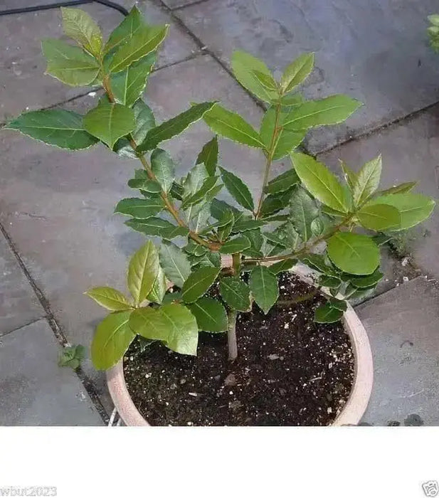 Bay Leaf Plant Seed ,PERENNIAL HERBS.