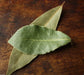 Bay Leaf Plant Seed ,PERENNIAL HERBS.