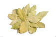 Bay Leaf Plant Seed ,PERENNIAL HERBS.