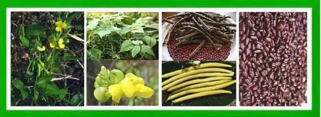 Beans, BROWN RICE (Vigna umbellata) Climbing-Mountain-Bean,  Feijao-Arroz,  Frijol De Arroz,  Frijol Mambe,  Frijol Rojo, - Caribbean garden seed