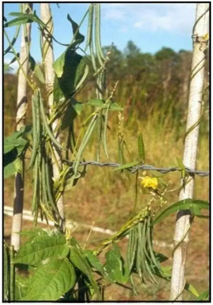 Beans, BROWN RICE (Vigna umbellata) Climbing-Mountain-Bean,  Feijao-Arroz,  Frijol De Arroz,  Frijol Mambe,  Frijol Rojo, - Caribbean garden seed