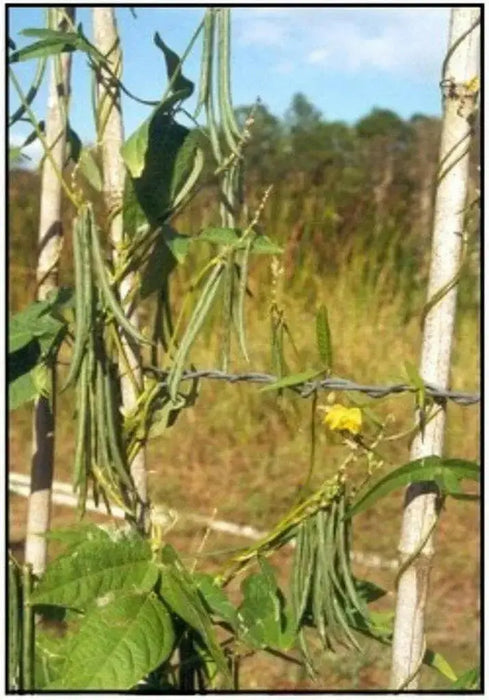 Beans, BROWN RICE (Vigna umbellata) Climbing-Mountain-Bean,  Feijao-Arroz,  Frijol De Arroz,  Frijol Mambe,  Frijol Rojo, - Caribbean garden seed