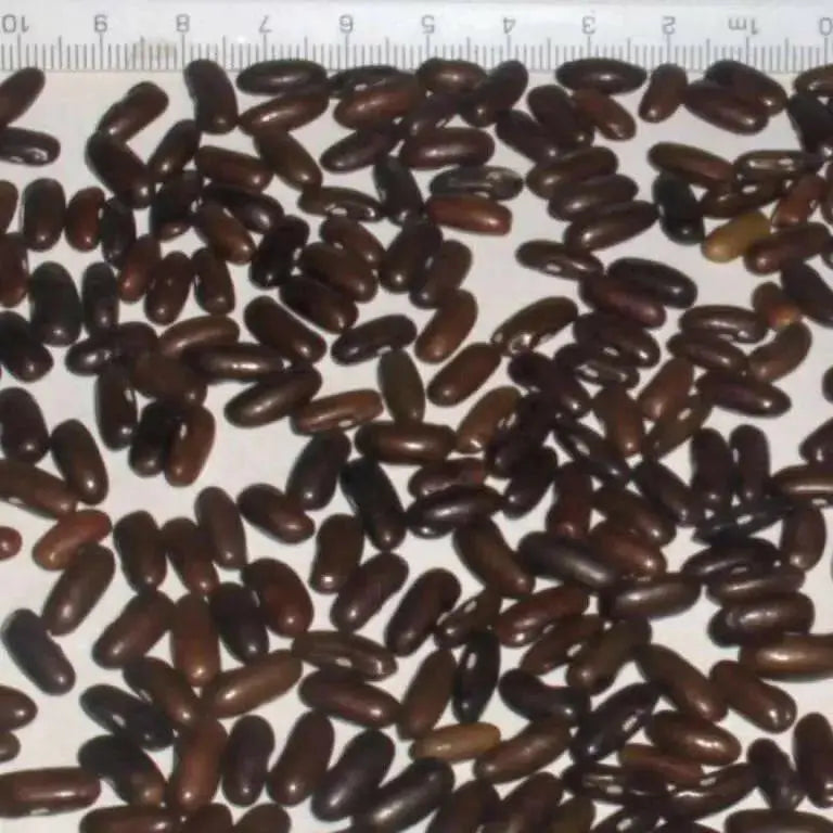 Beans, BROWN RICE (Vigna umbellata) Climbing-Mountain-Bean,  Feijao-Arroz,  Frijol De Arroz,  Frijol Mambe,  Frijol Rojo, - Caribbean garden seed