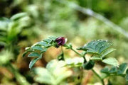 Bean Seeds - Black Garbanzo - Organic -Microgreen,Sprouting, Cover Crop Seeds - Caribbean garden seed