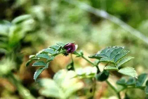 Bean Seeds - Black Garbanzo - Organic -Microgreen,Sprouting, Cover Crop Seeds - Caribbean garden seed