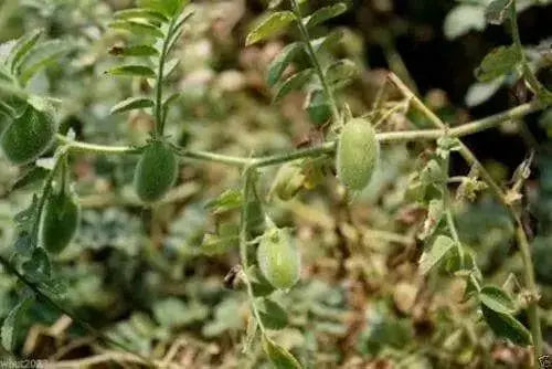 Bean Seeds - Black Garbanzo - Organic -Microgreen,Sprouting, Cover Crop Seeds - Caribbean garden seed