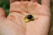 Bean Seeds - Black Garbanzo - Organic -Microgreen,Sprouting, Cover Crop Seeds - Caribbean garden seed