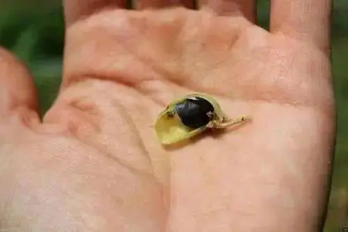 Bean Seeds - Black Garbanzo - Organic -Microgreen,Sprouting, Cover Crop Seeds - Caribbean garden seed