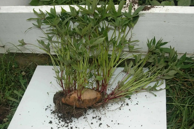 Beauregard Sweet Potato Plants/Slips, VEGETABLE VINE - Caribbean garden seed
