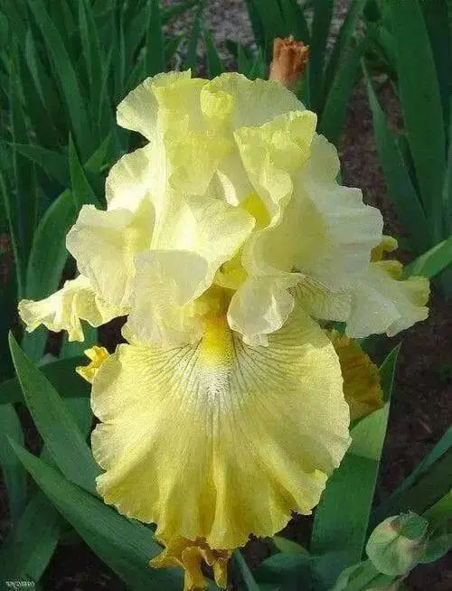 Bearded Iris,,Again & Again' Perennial ,Bareroot Plant - Caribbean garden seed