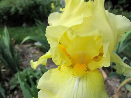 Bearded Iris,,Again & Again' Perennial ,Bareroot Plant - Caribbean garden seed