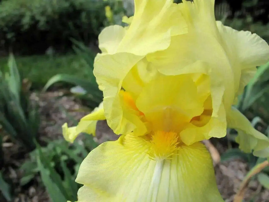 Bearded Iris,,Again & Again' Perennial ,Bareroot Plant - Caribbean garden seed