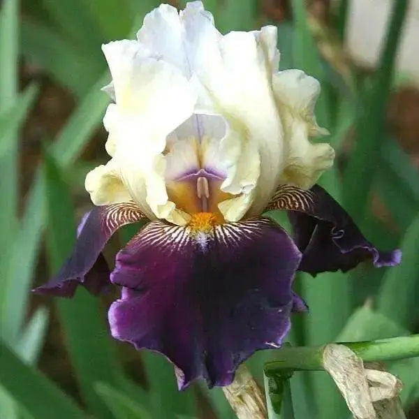 Bearded Iris, BAREROOT  Plants, PASSION FOR FASHION, Perennial - Caribbean garden seed