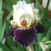 Bearded Iris, BAREROOT  Plants, PASSION FOR FASHION, Perennial - Caribbean garden seed