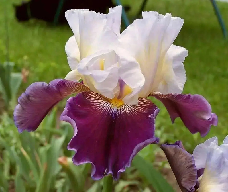 Bearded Iris, BAREROOT  Plants, PASSION FOR FASHION, Perennial - Caribbean garden seed