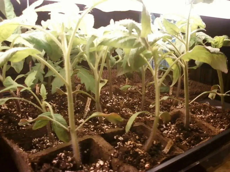 BEEFSTEAK Tomato (LIVE PLant) Heirloom VEGETABLE - Caribbean garden seed