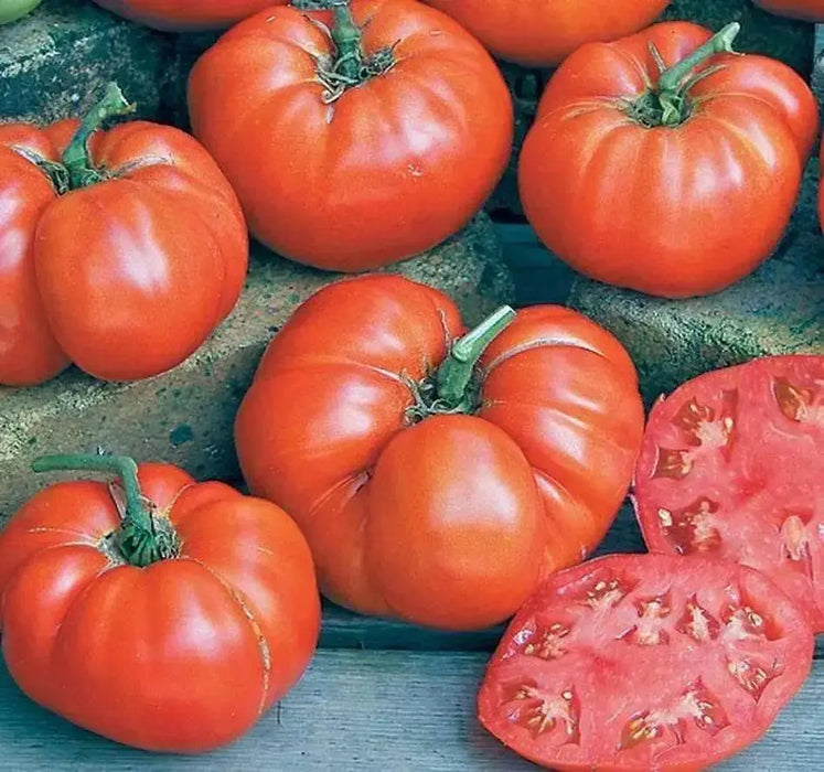 BEEFSTEAK Tomato Seeds -  Ponderosa Red heirloom - Caribbean garden seed