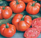 BEEFSTEAK Tomato Seeds -  Ponderosa Red heirloom - Caribbean garden seed