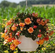 Begonia  illumination GOLDEN PICOTEEN  -10 Trailing Begonia FLOWERS Seed - Caribbean garden seed