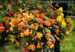 Begonia  illumination GOLDEN PICOTEEN  -10 Trailing Begonia FLOWERS Seed - Caribbean garden seed