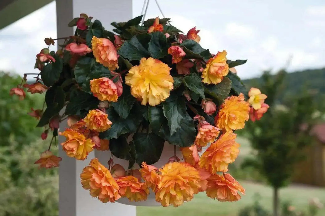 Begonia  illumination GOLDEN PICOTEEN  -10 Trailing Begonia FLOWERS Seed - Caribbean garden seed