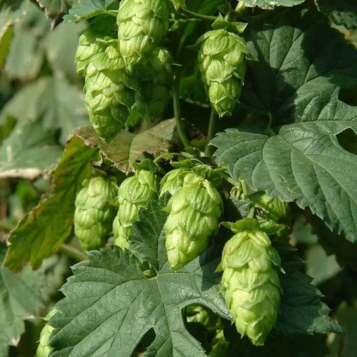 BEER HOPS  SEEDS, PERENNIAL CLIMBER - Caribbean garden seed